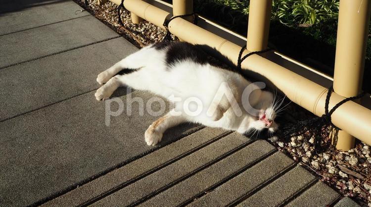 甘える猫 猫,寝転ぶ,甘えるの写真素材