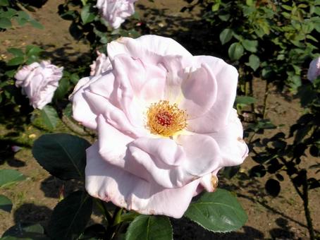 花壇に咲く薄いピンク色のバラ 花壇に咲く薄いピンク色のバラの写真