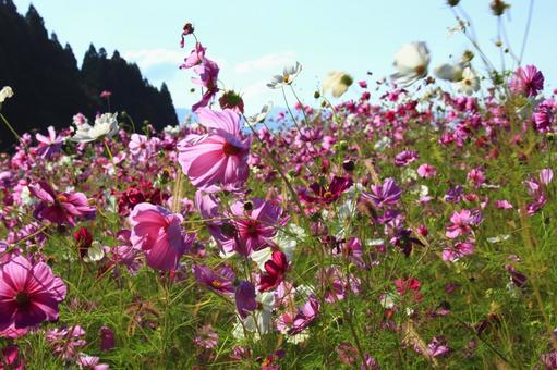 向日葵畑 向日葵畑 ヒマワリ畑,ヒマワリ,向日葵の写真素材