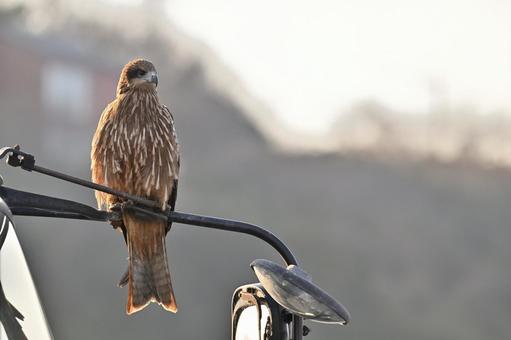 Black Kite, JPG