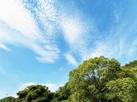 爽やかな青空と日を浴びる木々 爽やかな青空と日を浴びる木々 空模様,空,雲の写真素材