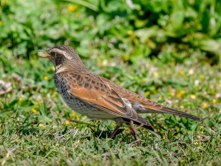 地面を歩くツグミ 地面を歩くツグミ ツグミ,野鳥,鳥の写真素材