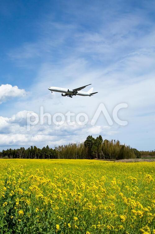 菜の花と飛行機 飛行機,航空機,旅客機の写真素材