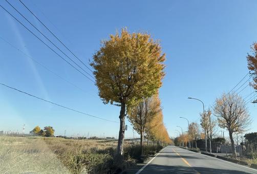 紅葉の道路 並木道,紅葉,黄葉の写真素材