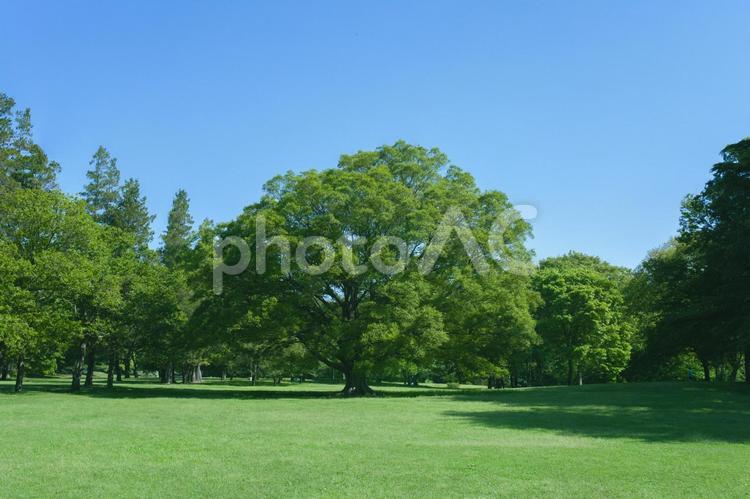 緑の公園　木 公園,芝生,芝の写真素材