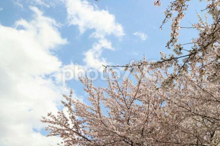桜 あおぞら,くも,さくらの写真素材