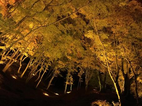 ひかり輝く紅葉 ひかり輝く紅葉の写真