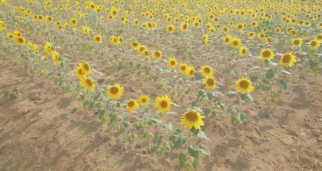 ひまわり?② ひまわり?②の写真