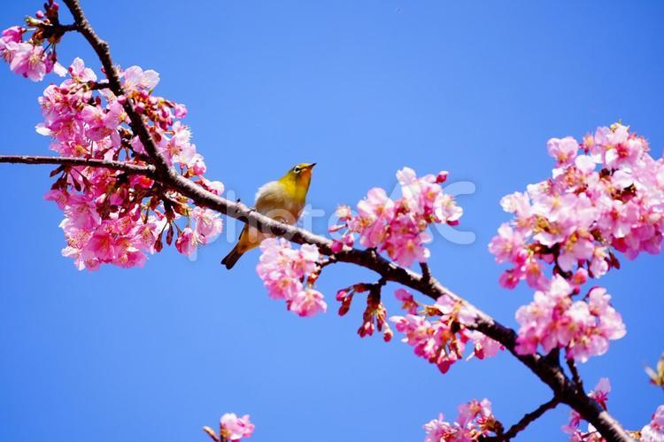 桜とメジロの春爛漫 さくら,自然,3月の写真素材