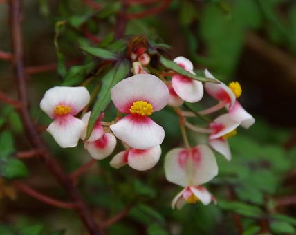 Photo, begonia, partita, grace, 