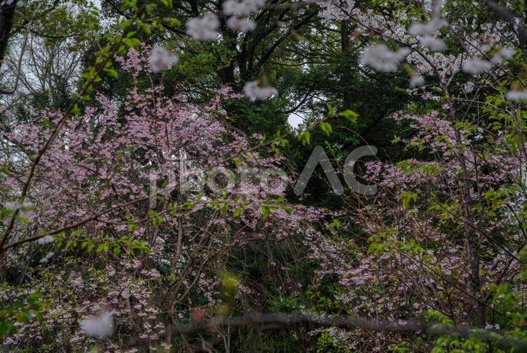 雨に濡れる氷川神社の境内 境内,氷川神社,自然の写真素材