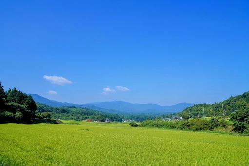 島根県奥出雲町の夏の田んぼ 島根県奥出雲町の夏の田んぼの写真