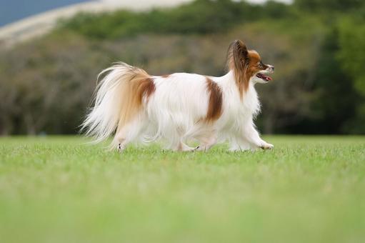 公園のパピヨン 公園のパピヨン 犬,パピヨン,可愛い犬の写真素材