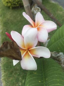 プルメリア プルメリア,フランジパニ,花の写真素材