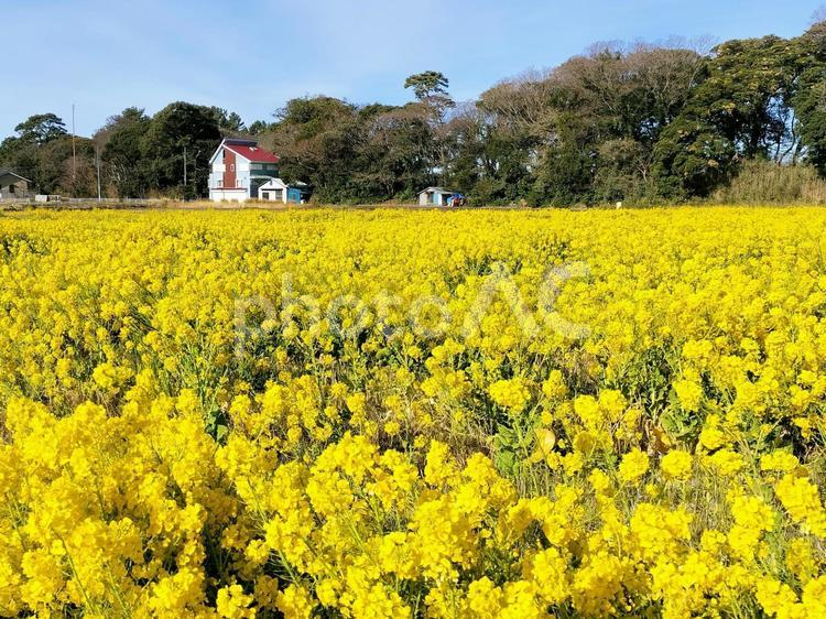菜の花畑　伊豆の井田にて 菜の花畑,菜の花,春の写真素材