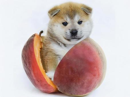 桃から柴犬_AS000003の写真