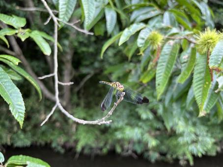 A dragonfly on a chestnut tree branch, JPG A dragonfly on a chestnut tree branch, JPG