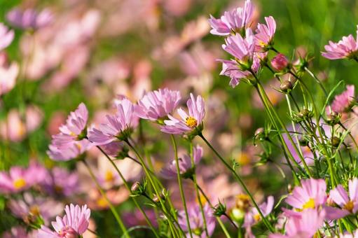 春風に揺れるピンクのコスモス畑 コスモス,花,春の写真素材