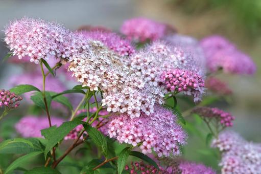 梅雨の時期の庭のシモツケの花 梅雨の時期の庭のシモツケの花の写真