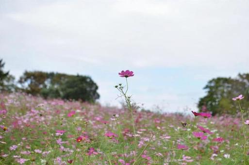 コスモス コスモス コスモス,花,植物の写真素材