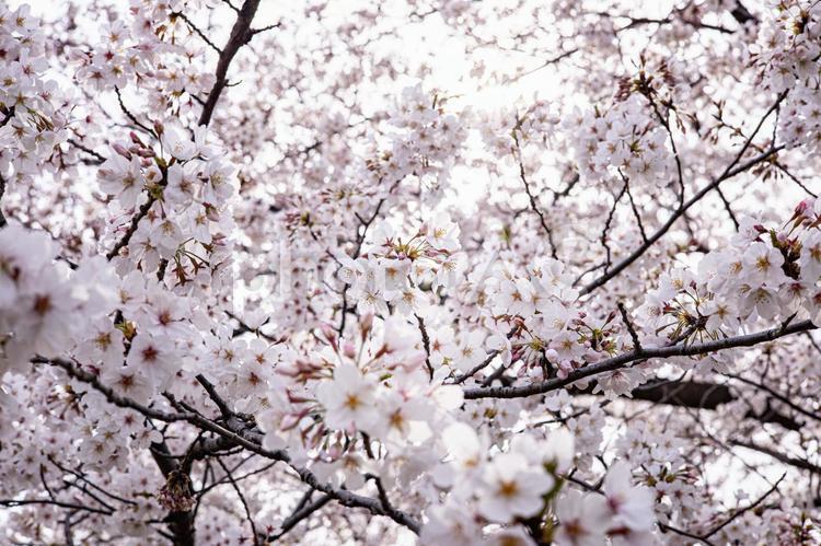 桜　ソメイヨシノ　満開 桜,自然,風景の写真素材