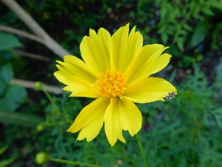 【花の写真】コスモス（秋桜）の写真