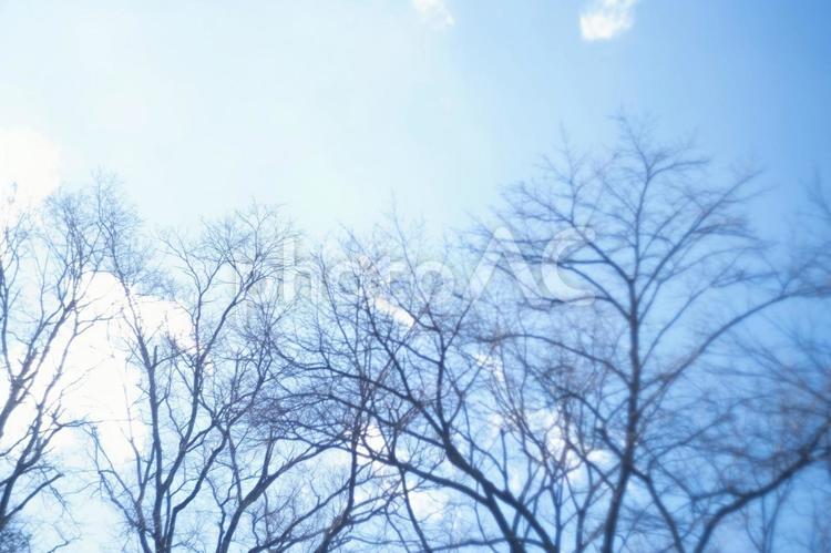 落葉樹の林と冬の空、寒いです。 空,青空,冬の空の写真素材