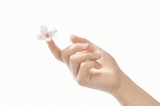 女性の手の指先に桜の花びら 指先,花びら,手の写真素材