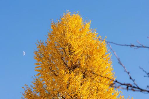 銀杏の木 銀杏,イチョウ,紅葉の写真素材