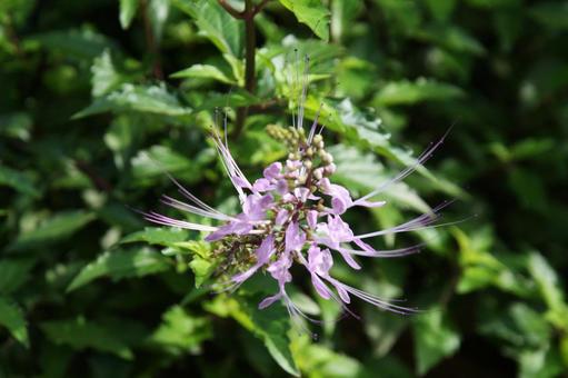 ネコノヒゲ・猫の髭　マクロ ネコノヒゲ,ユニーク,ファンタジーの写真素材