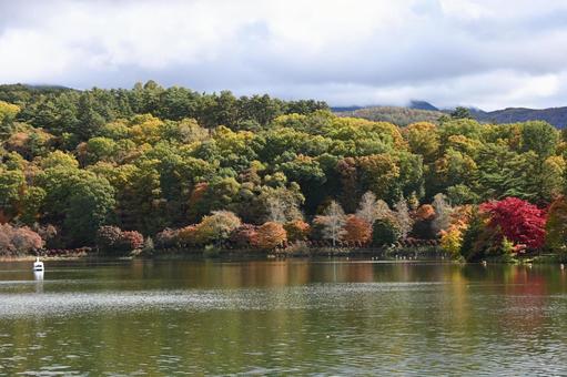 長野県の蓼科湖と湖畔の紅葉の風景 長野県,蓼科湖,湖畔の写真素材