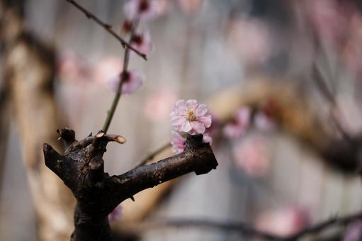 梅の写真