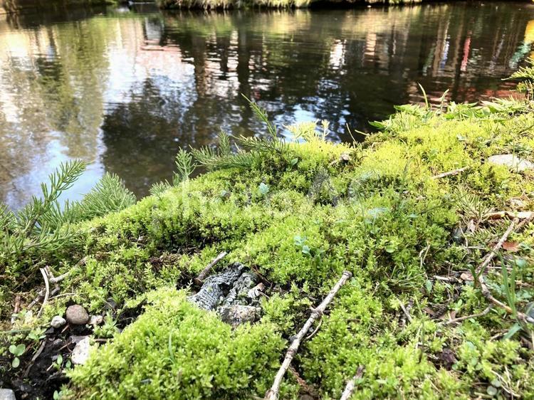 池のそばに生える苔の群落 苔,モス,森林の写真素材
