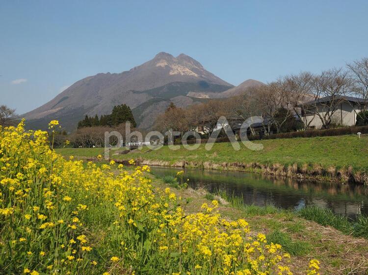 春の由布岳 由布岳,湯布院,春の写真素材