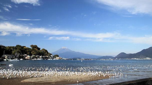 沼津市西浦木負から眺める富士山と渡り鳥 秋,初冬,富士山の写真素材