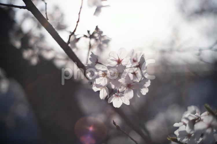 ゴーストとフレアのノスタルジックな桜 桜,さくら,オールドレンズの写真素材