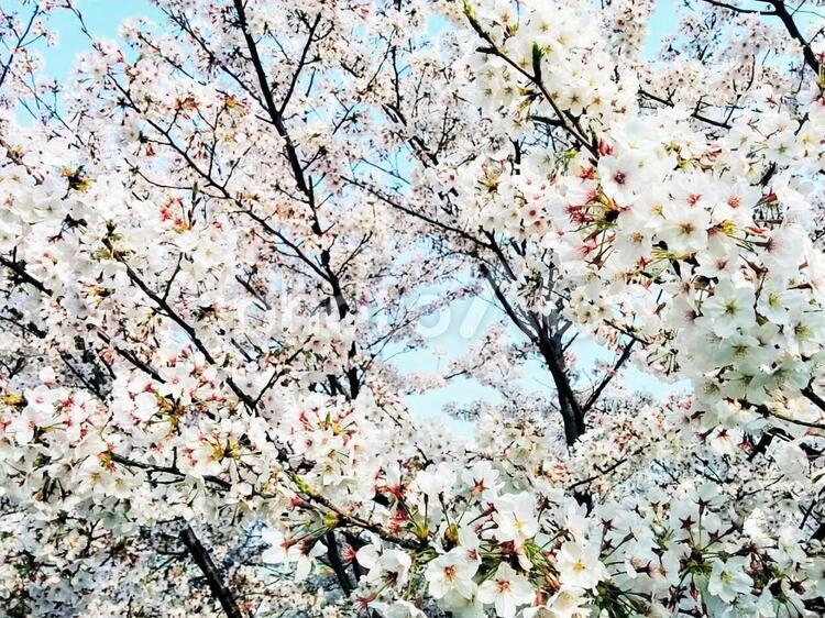 桜87　精神の美　cherryblossoms ソメイヨシノ,そめいよしの,桜の写真素材