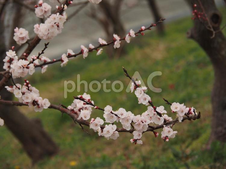 あんずの花 あんず,杏,花の写真素材