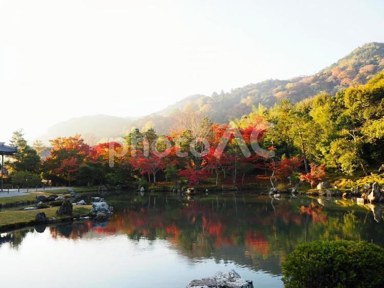 秋の天龍寺の池に映る紅葉2 池,リフレクション,反射の写真素材