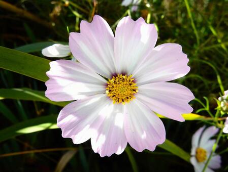 【花の写真】コスモス（秋桜） コスモス,秋桜,自然の写真素材