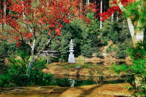 日本庭園の紅葉 日本庭園の紅葉 秋,もみじ,日本庭園の写真素材