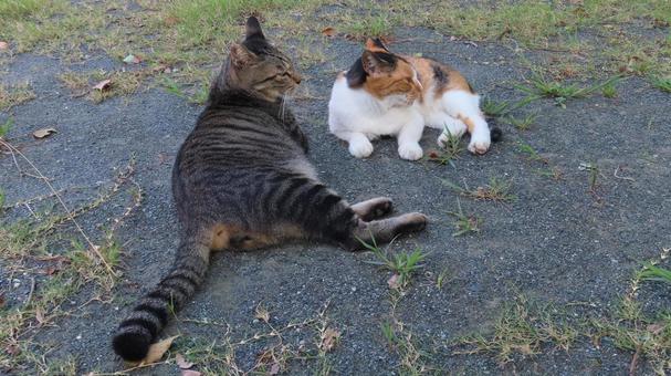 寄り添ってまったりするもふもふな三毛猫達 三毛猫,猫,キジトラの写真素材