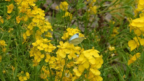 モンシロチョウとアブラナ 自然,花,チョウの写真素材