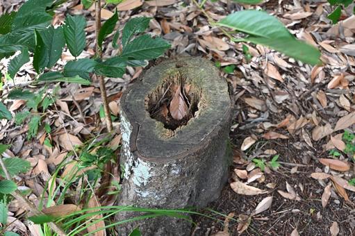 穴あき切り株 穴あき切り株 切り株,木,木材の写真素材