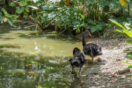黒鳥の親子 沖縄ネオパーク 黒鳥,コクチョウ,親子の写真素材