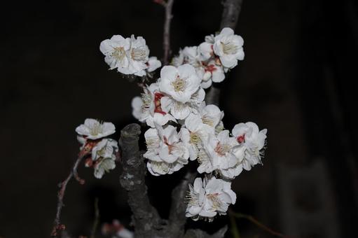 暗闇の梅の花 梅,花,白い花びらの写真素材