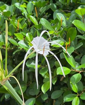 南国lily 立花,自然,緑の写真素材