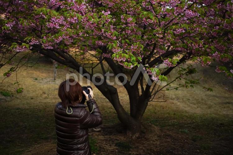 ※ ＜素材＞河津桜の花を撮影する女性 女性,人物,桜の写真素材