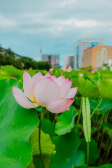 【秋田】千秋公園 蓮の花 2025 【秋田】千秋公園 蓮の花 2025 秋田,千秋公園,公園の写真素材