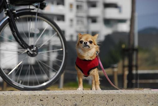 チワワ 犬,チワワ,ちわわの写真素材